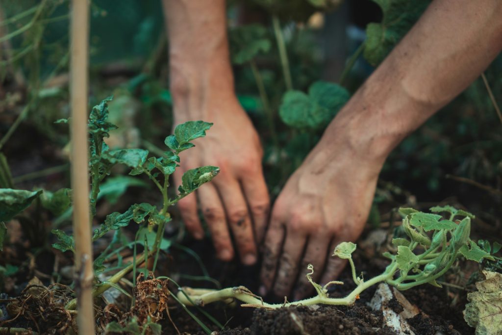 vidiecka záhrada v duchu slow living - pestovanie a sadenie